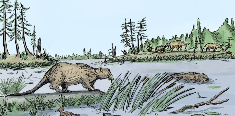 A warming climate spelled doom for giant ice-age beavers