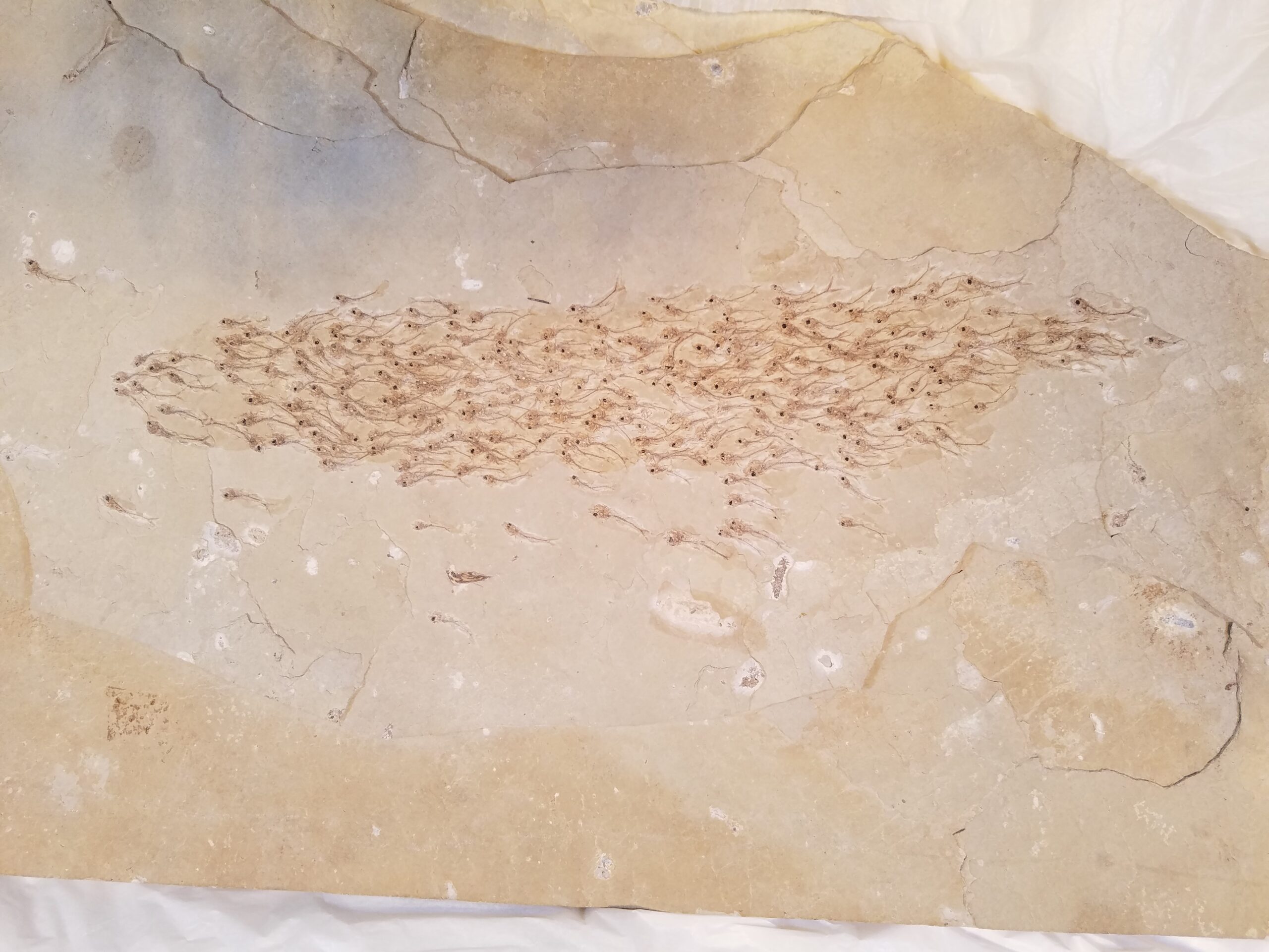 fossilized fish shoal