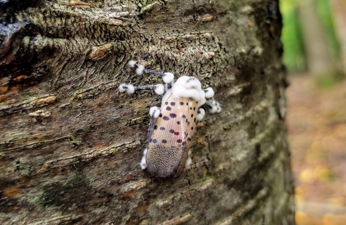 Humans can’t manage this invasive fly—but a mind-controlling fungi might