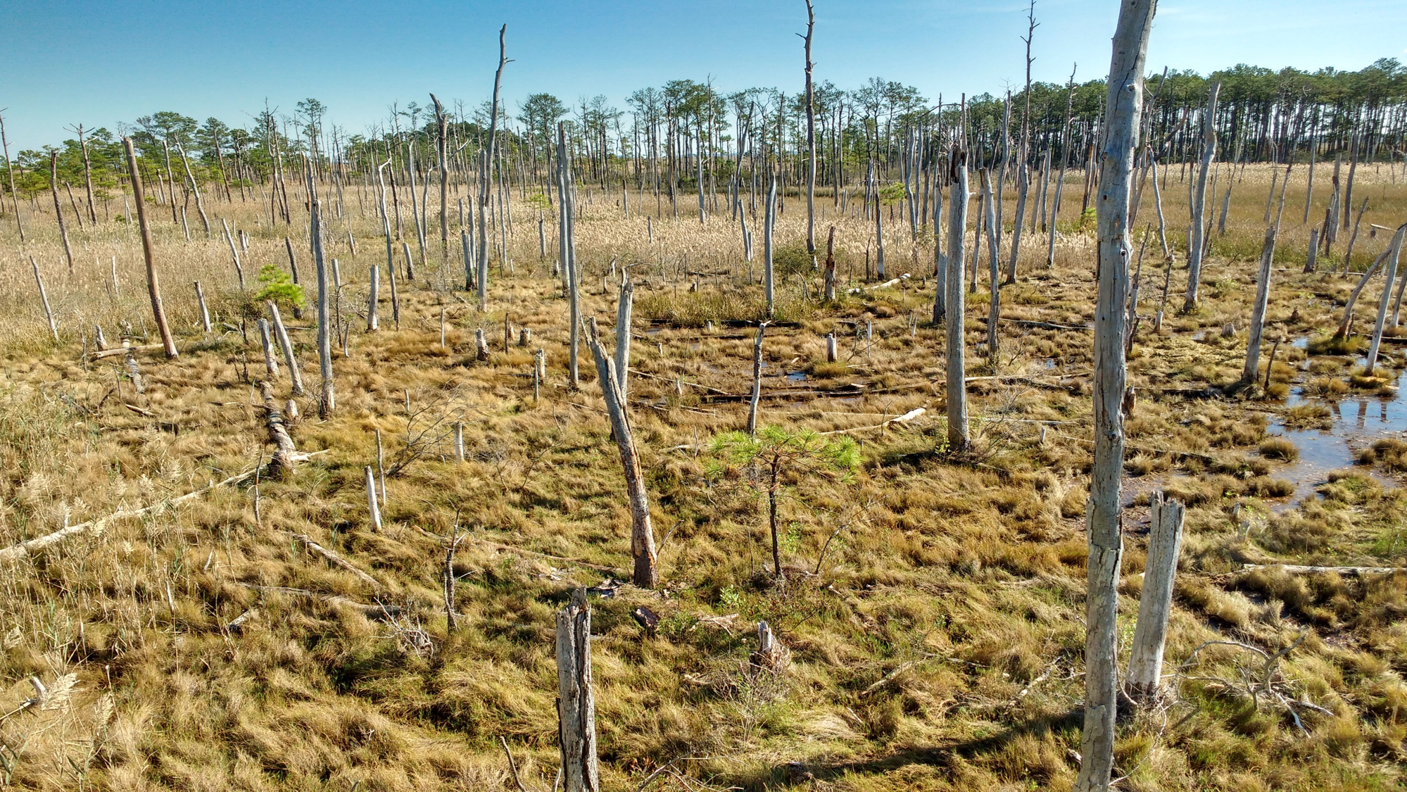 ghost forest blackwater river