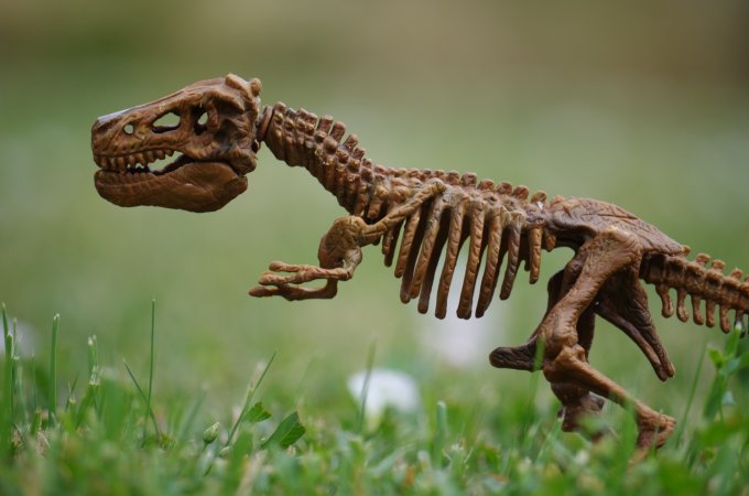 A model T-rex is great gift idea.