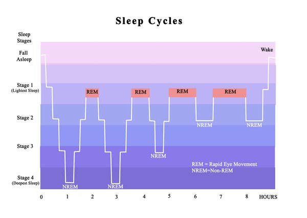 The stages of sleep.