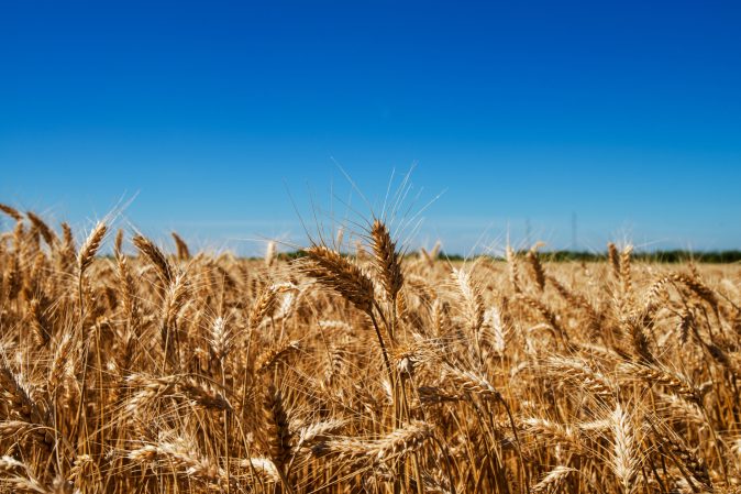 Scientists just debunked a major myth about heirloom wheat