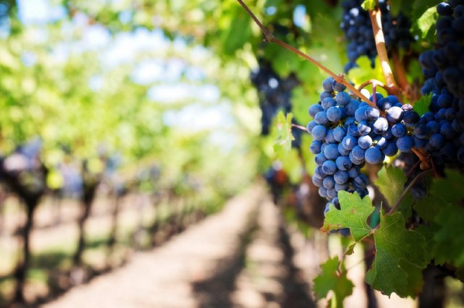 grapes on the vine in a vineyard