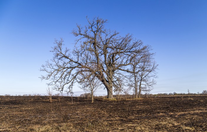 Some trees can make droughts worse