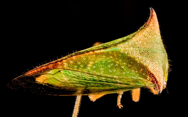 Natural selection can’t explain this bug’s bizarre horn