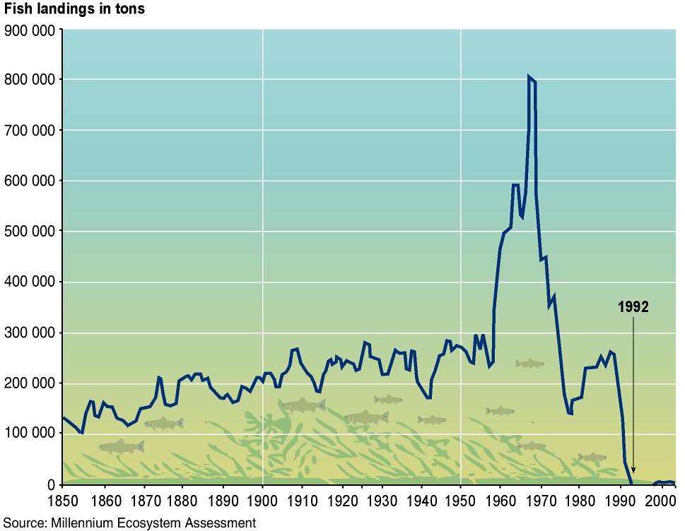 Cod millennium ecosystem assessment fish atlantic population crash ecology