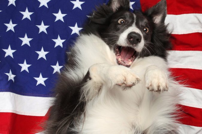 Six ways you can ease your dog’s fear of fireworks