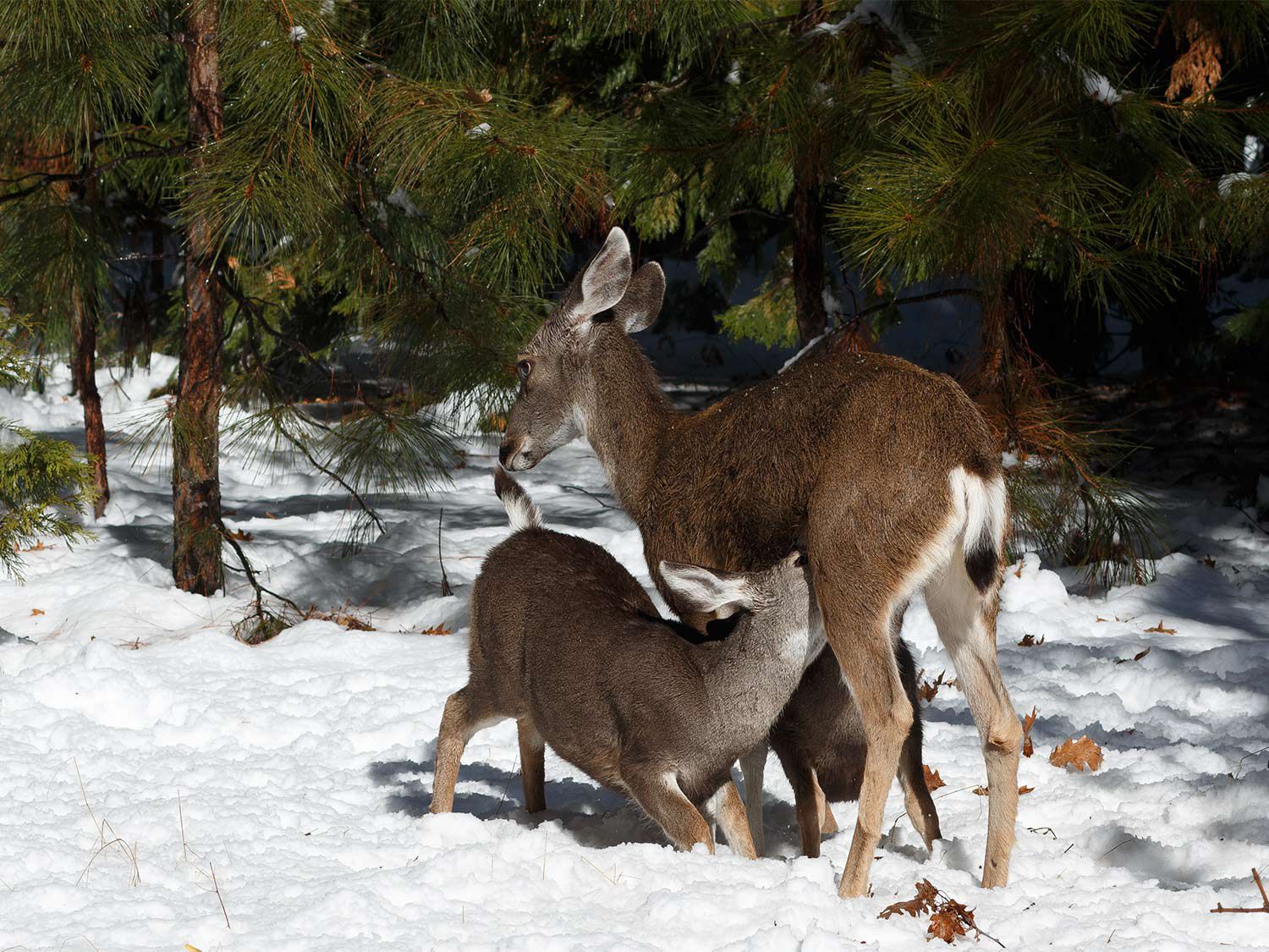 small mule deer fawn nursing