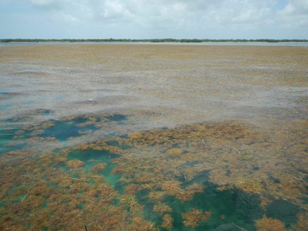 This killer belt of seaweed stretches all the way across the Atlantic