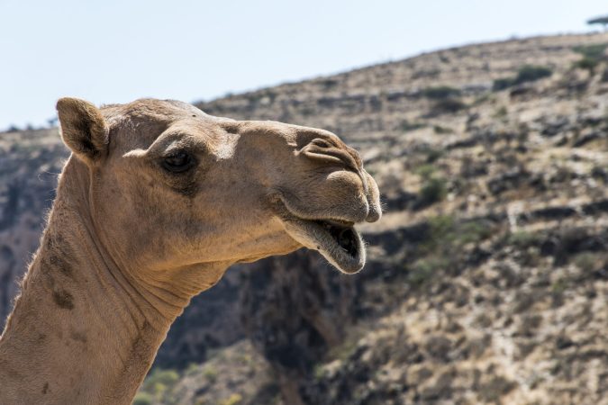 The weirdest things we learned this week: Nazis ate camel poop and pregnancy tests spread a fungal plague