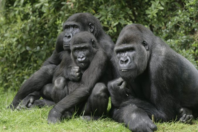 Gorillas can be cliquey, too. Here’s what that says about our own social lives.