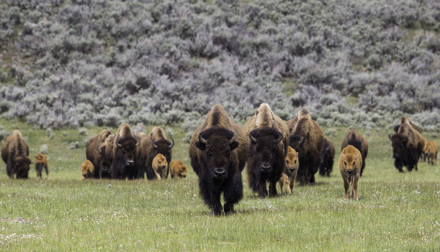 a group of bison in Yellowstone National Park