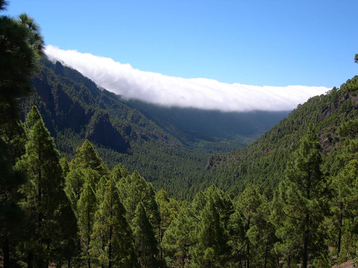 Canary Island pine trees