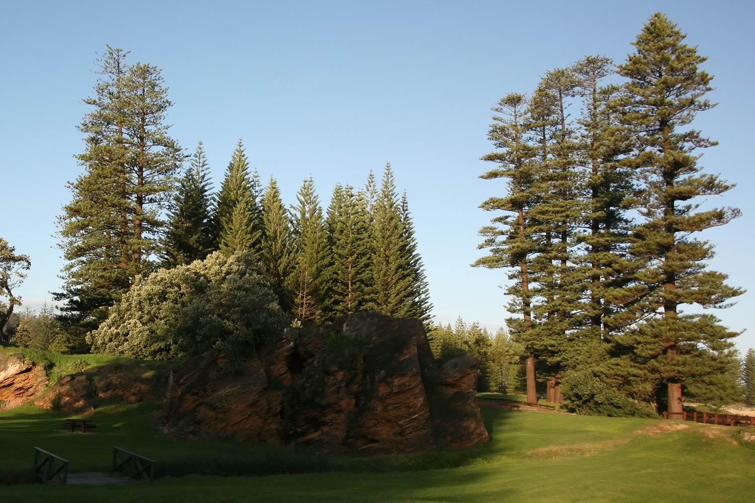 Norfolk Island pines