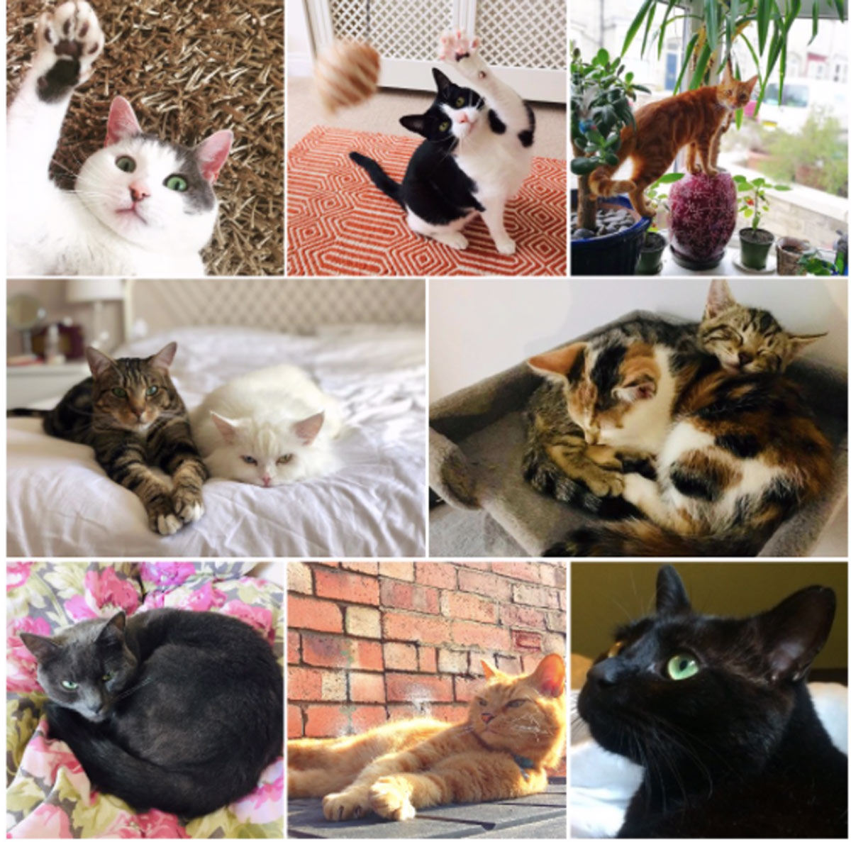 cat collage