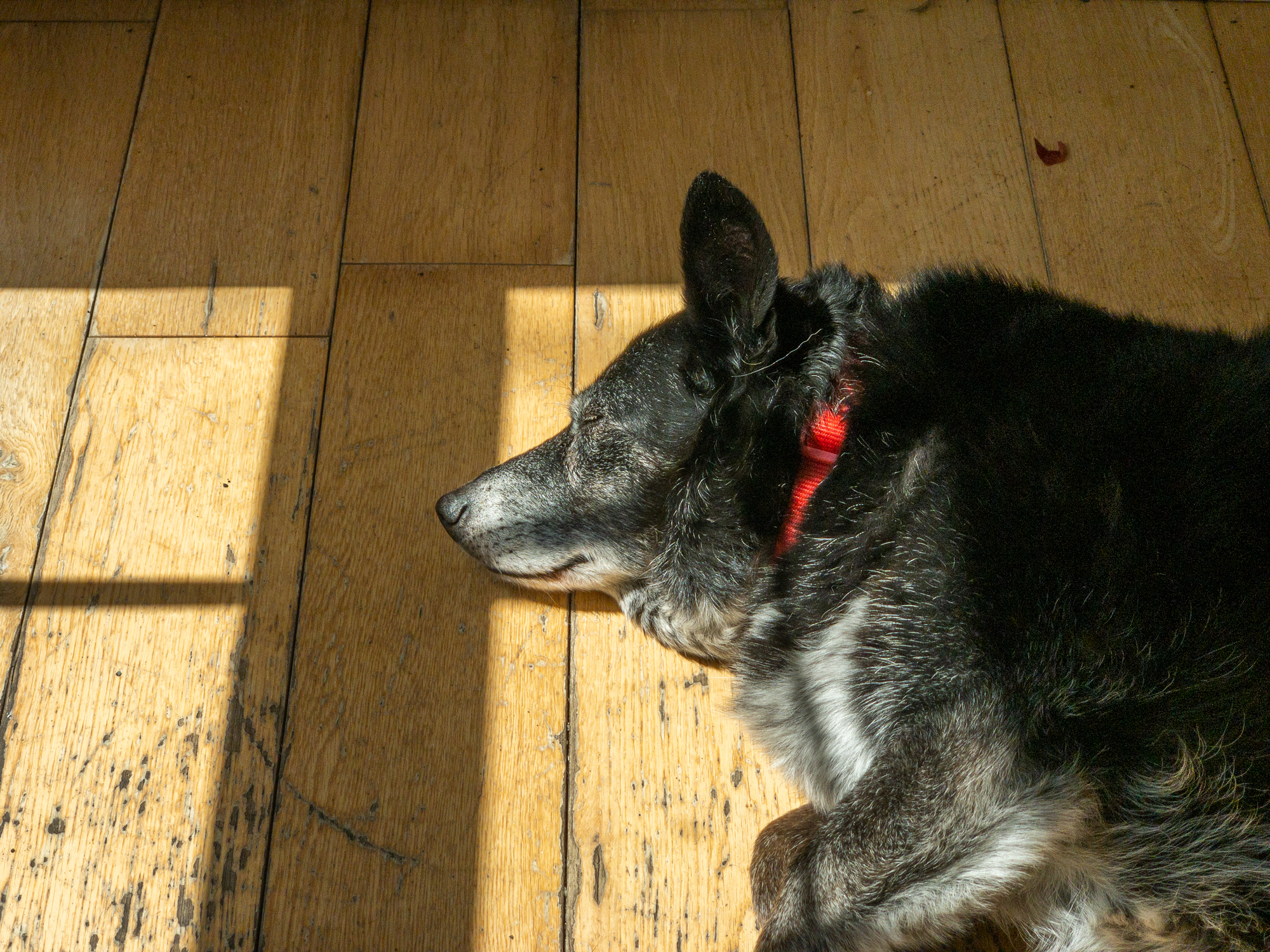 Black dog sleeping on wooden floor