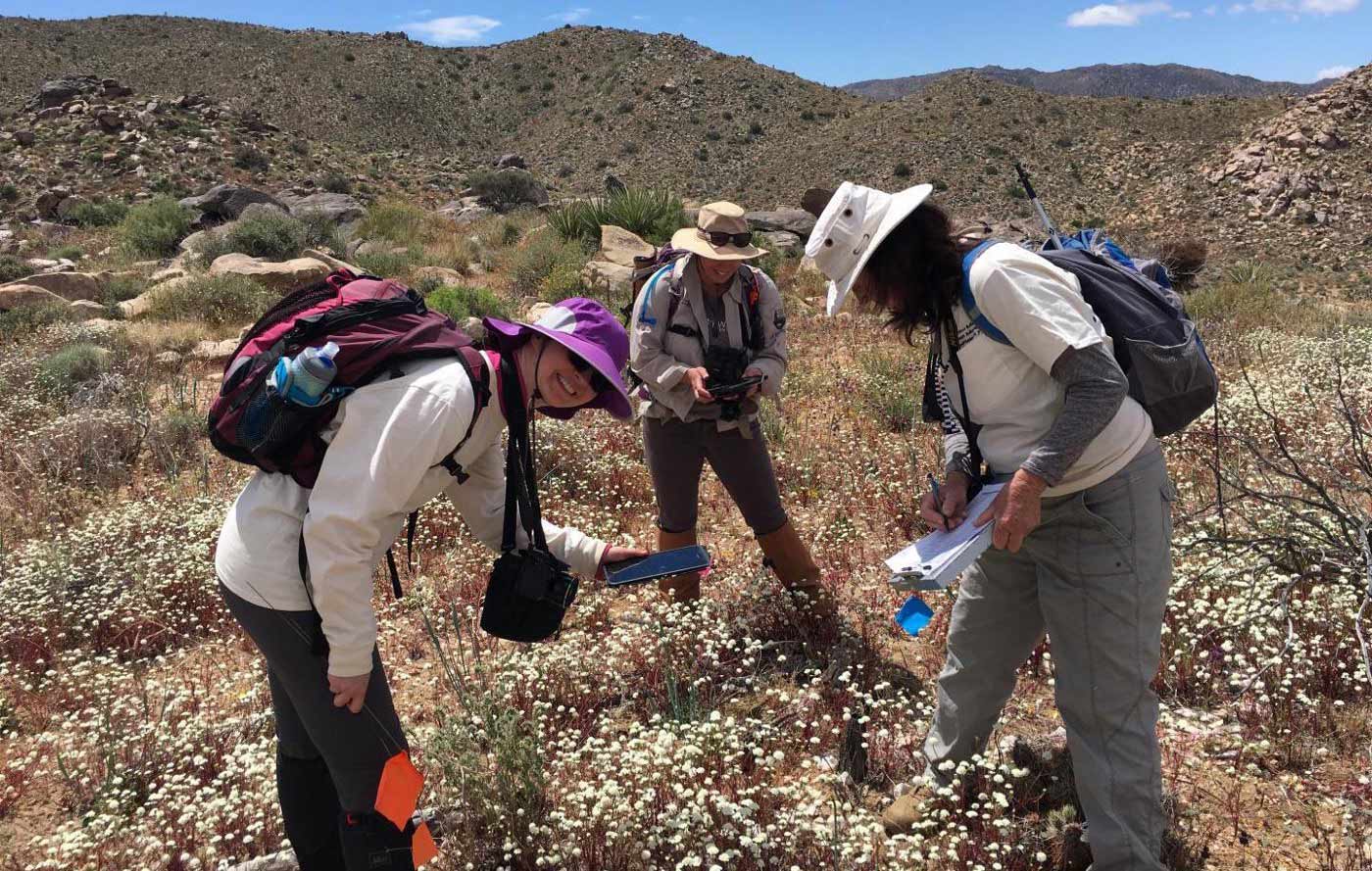 Lynn Sweet measures a dead Joshua Tree