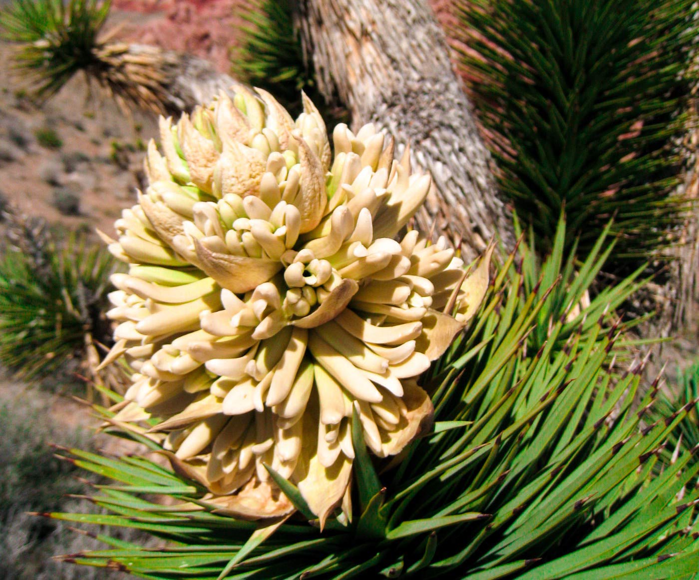 Joshua tree flowers in Red Rock Canyon