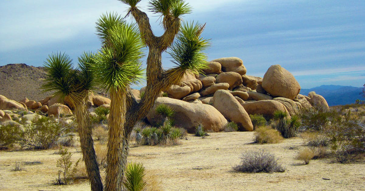 A Joshua tree