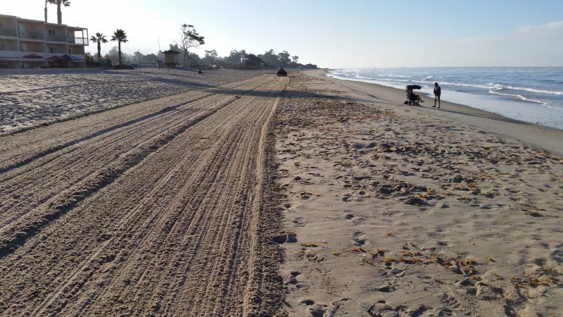 Your favorite pristine beach is founded on mass invertebrate death