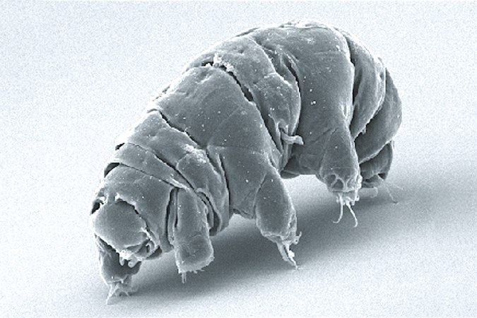 Tardigrades that crash-landed on the moon may still be alive, but they’re not having fun