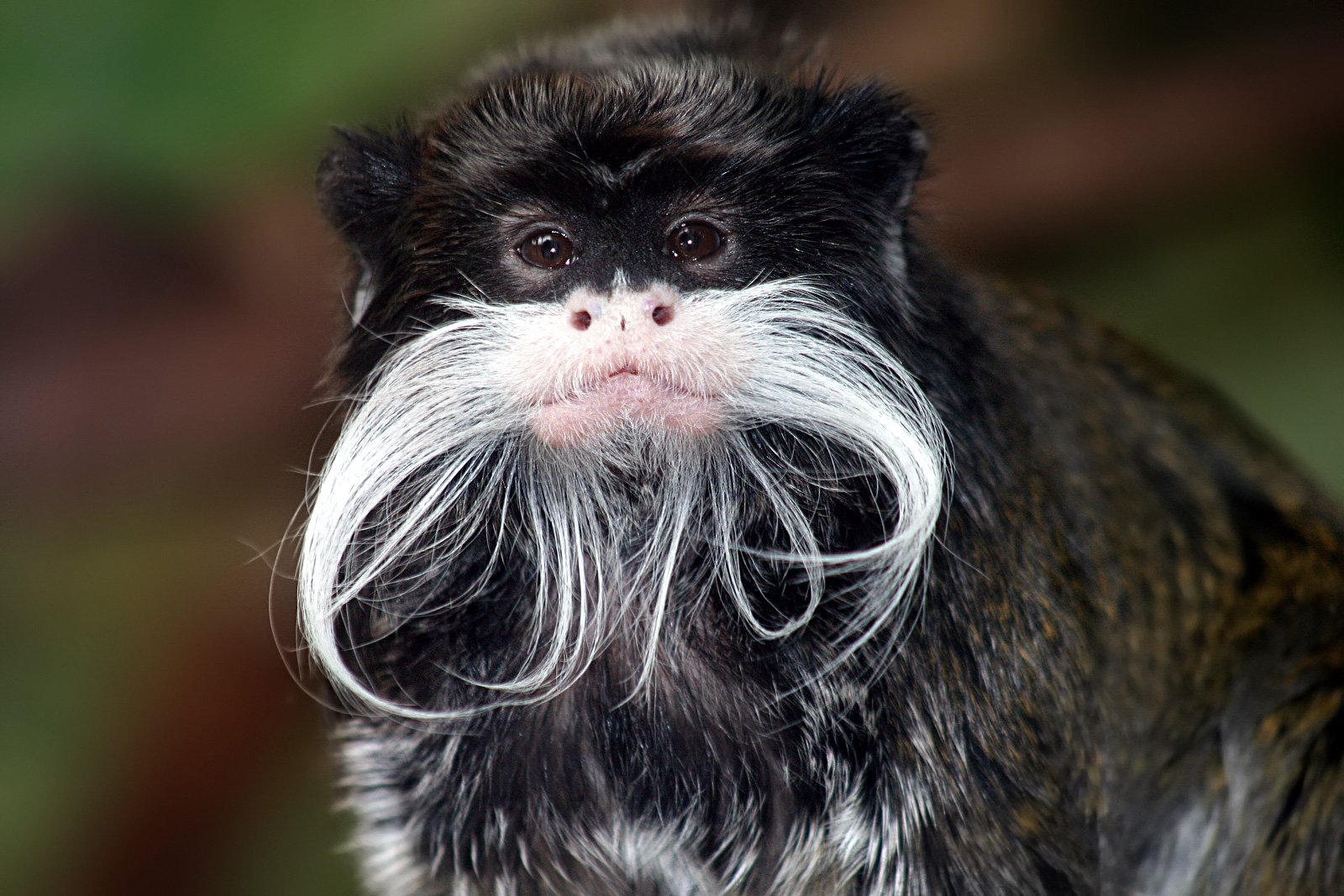 A female emperor tamarin