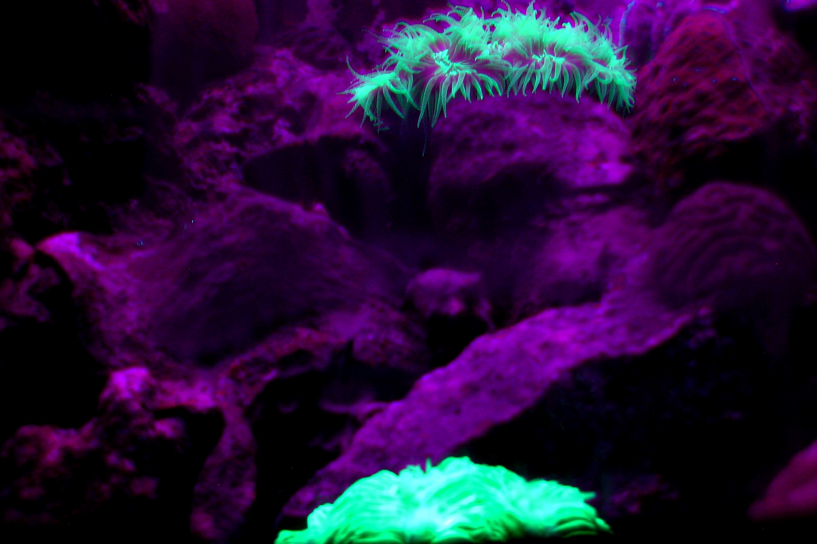 biofluorescent coral