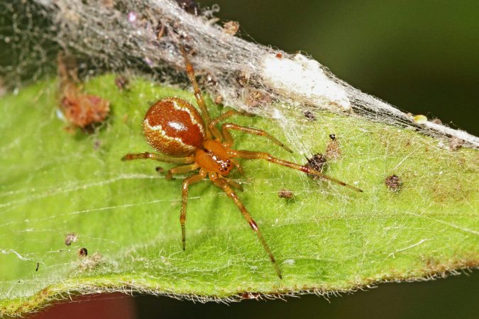 Extreme weather is making these spiders extra feisty