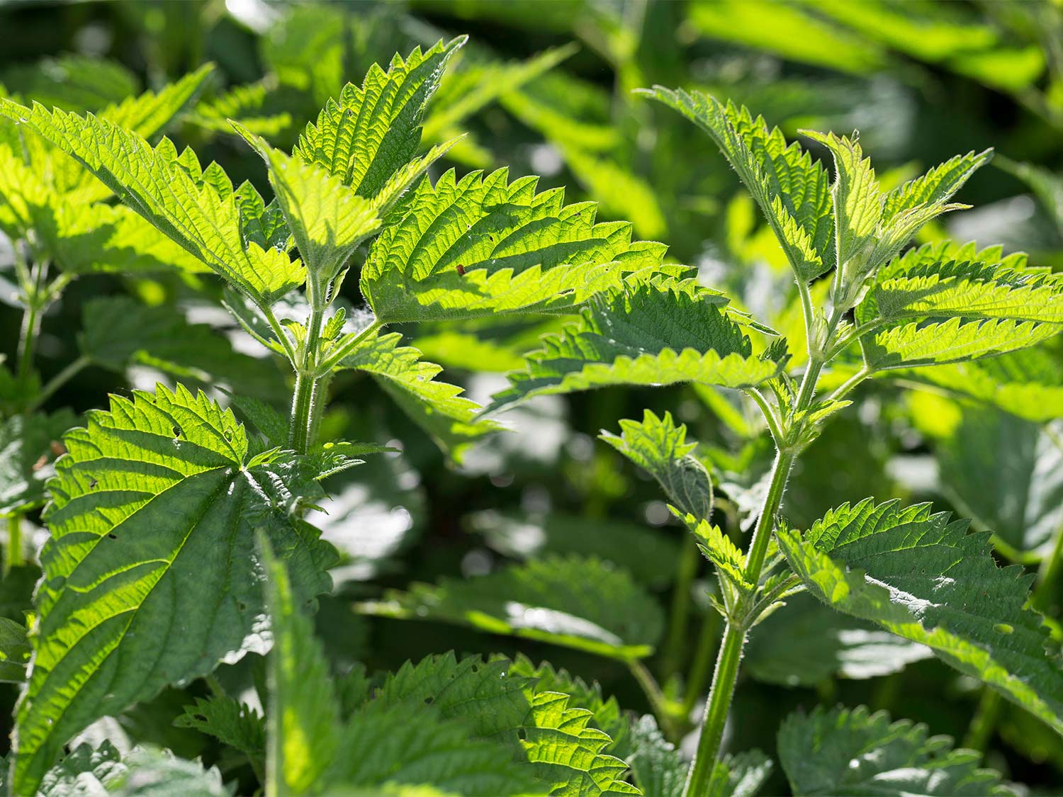 Hairy stinging nettle leaves