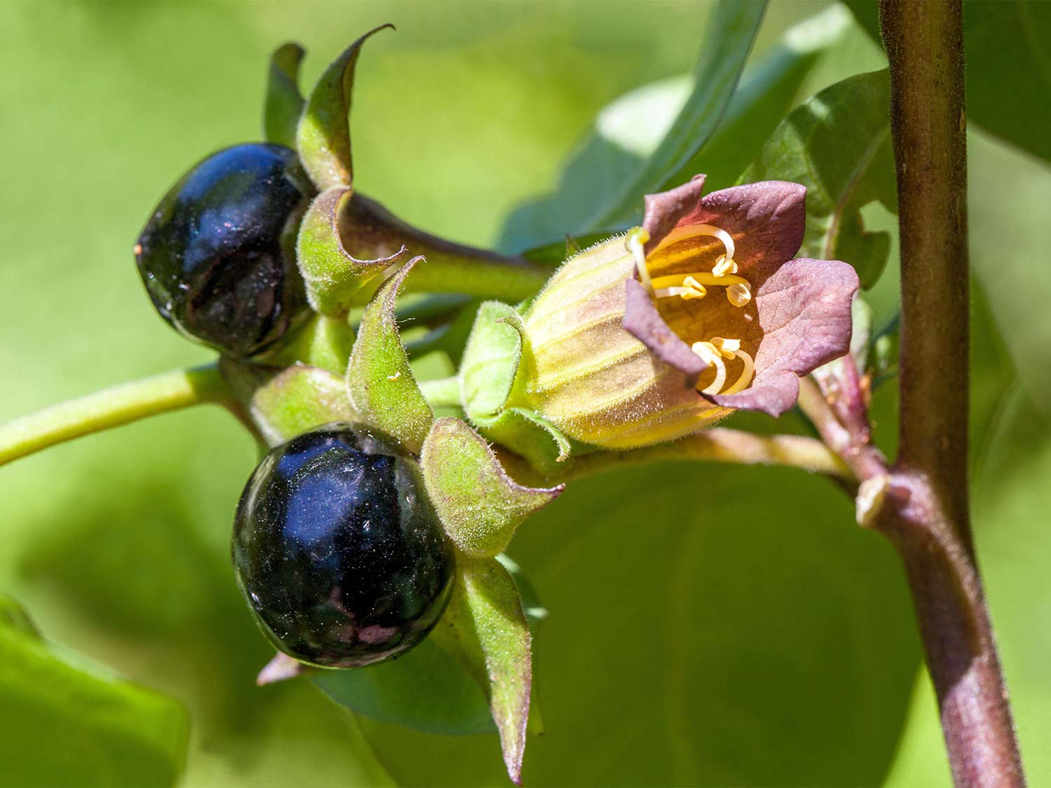 Deadly purple berries from nightshade