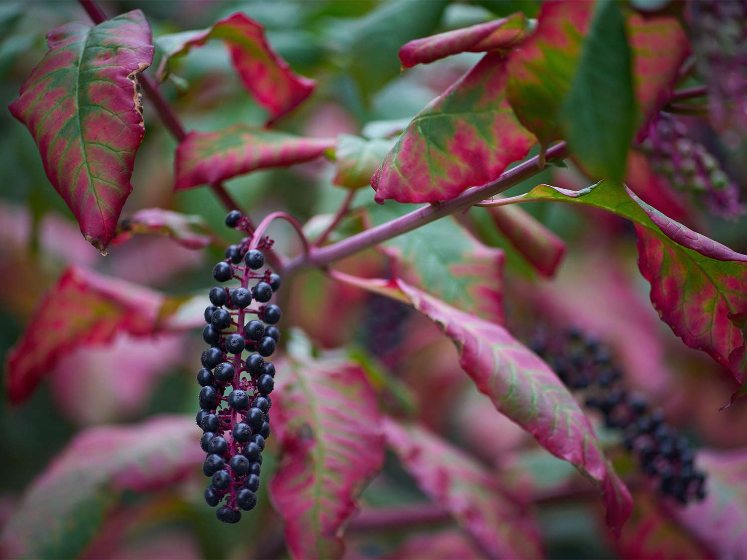 A hanging cluster of pokeweed berries