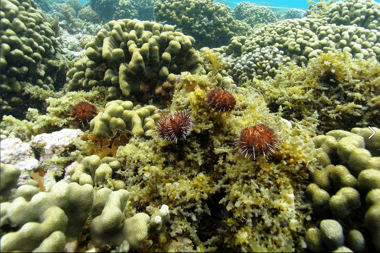 sea urchins