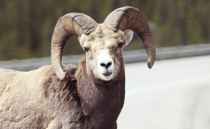 Male bighorn sheep