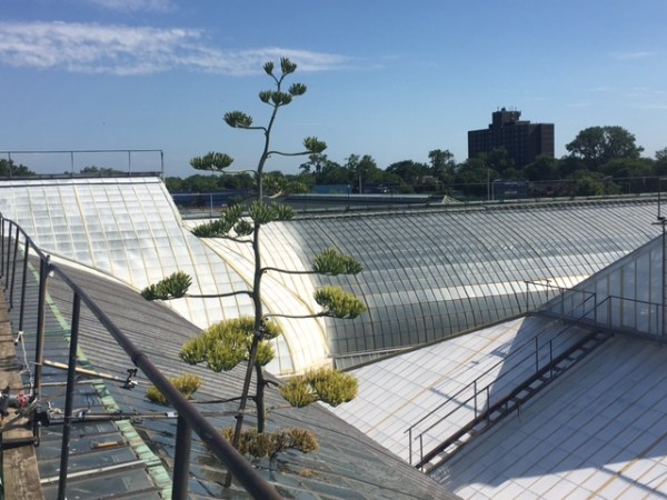 Maya the agave plant through glass ceiling