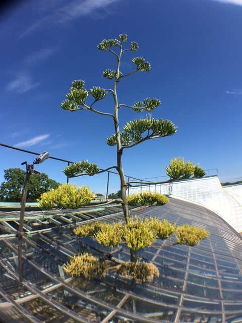 A flowering mega-succulent coming out of a glass building