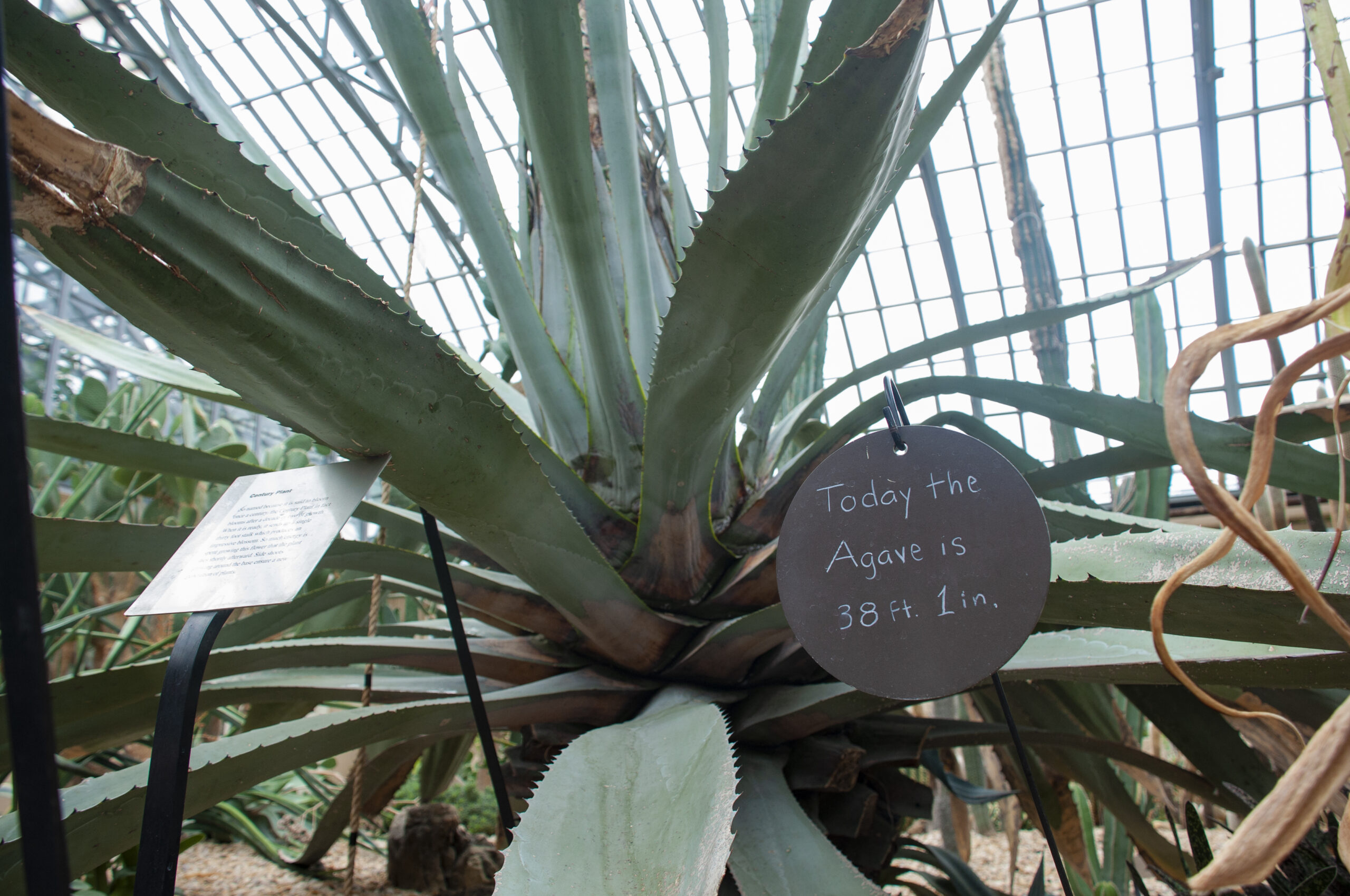 The trunk of a large agave plant