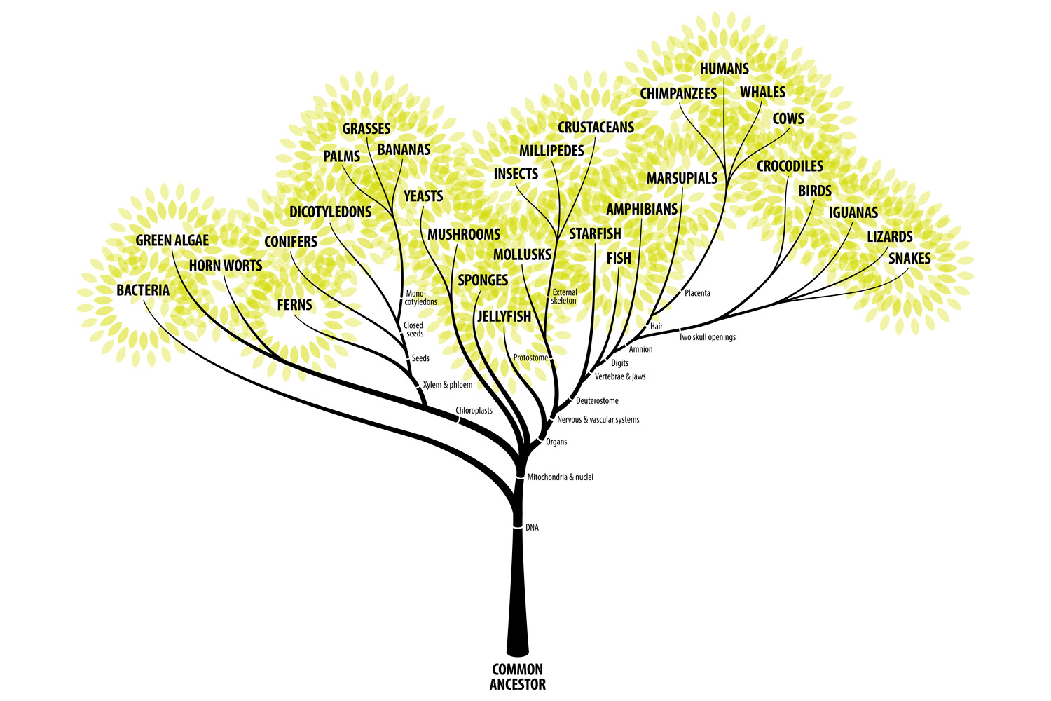 Evolutionary tree of life