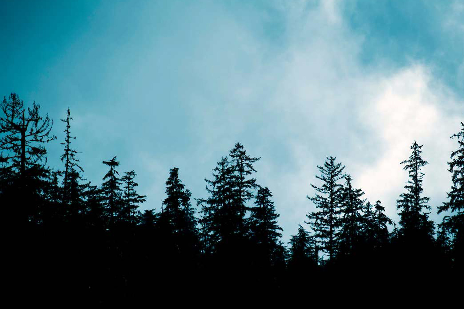 A silhouette of evergreen trees against a blue sky