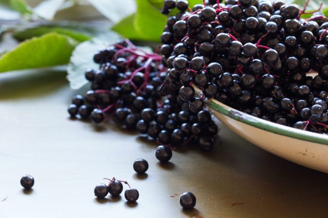 Black elderberries, Sambucus nigra, in enamel bowl with leaves on metal background. Copy space, selective focus, close up,