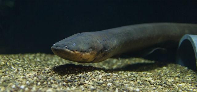 Turns out there’s a shocking number of electric eels, and some could give off 1,000 volts