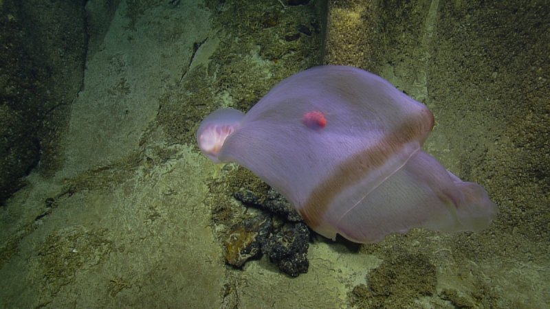 Magnificent ocean ghost stuns scientists