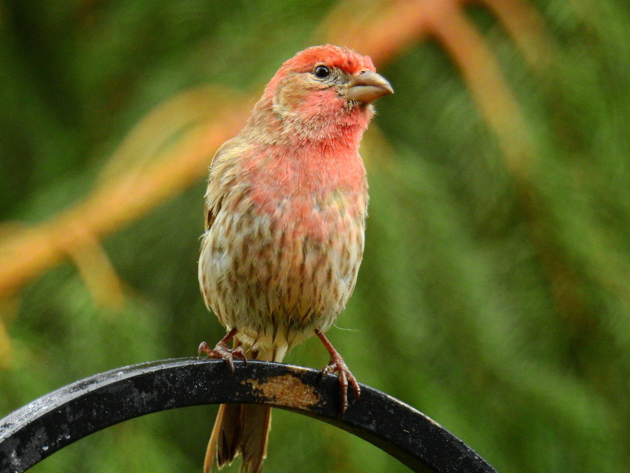 finch