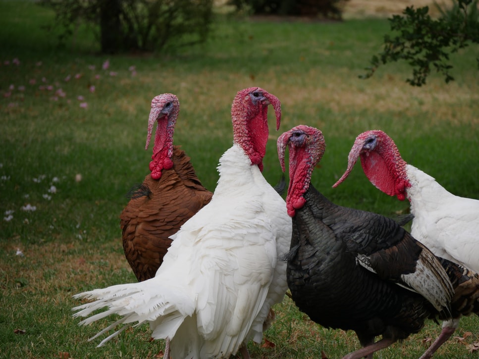 turkeys