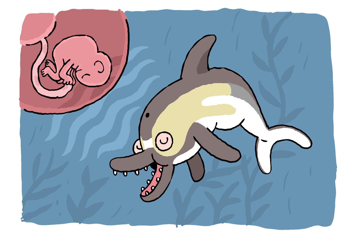 Dolphin illustration