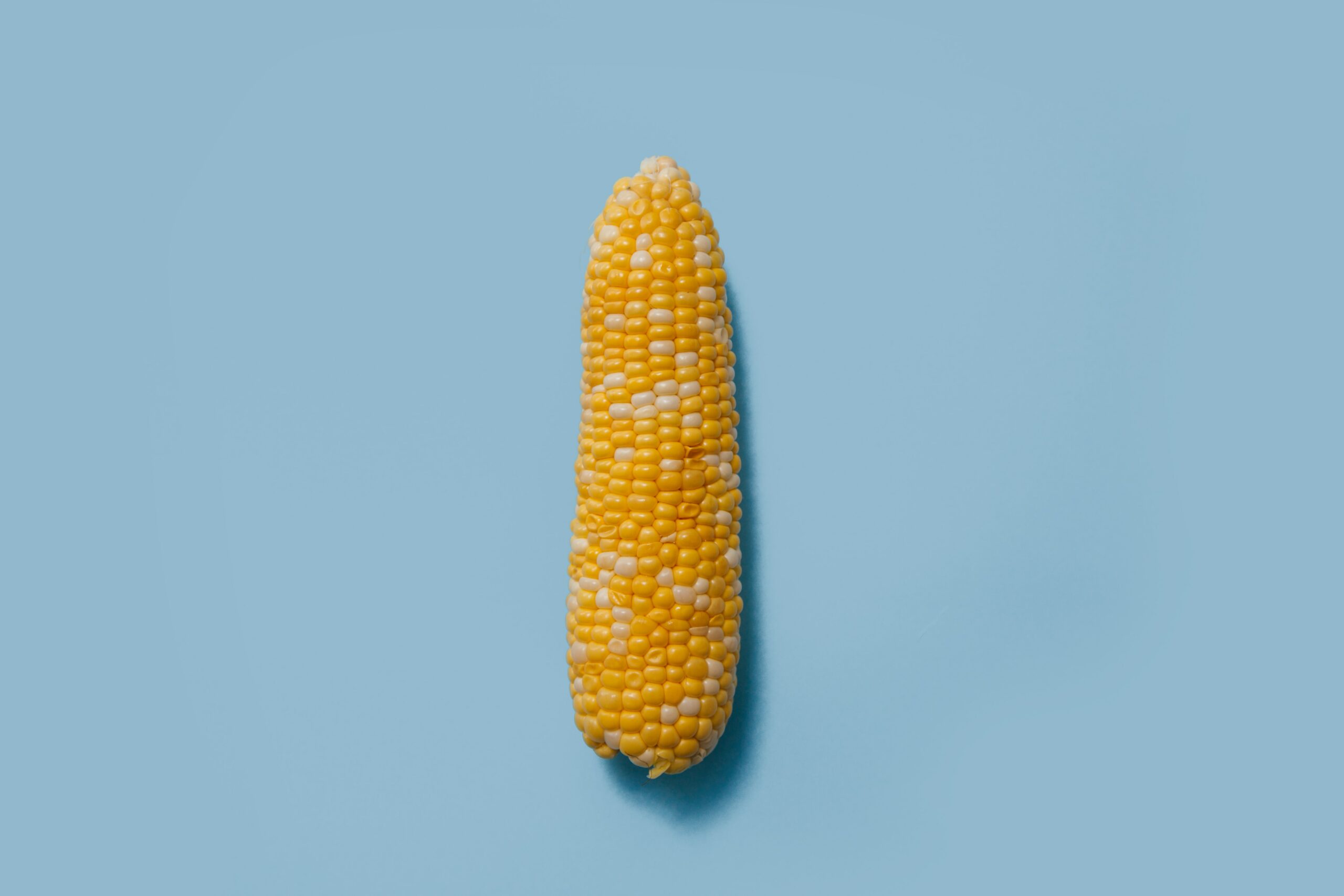 corn cob blue background