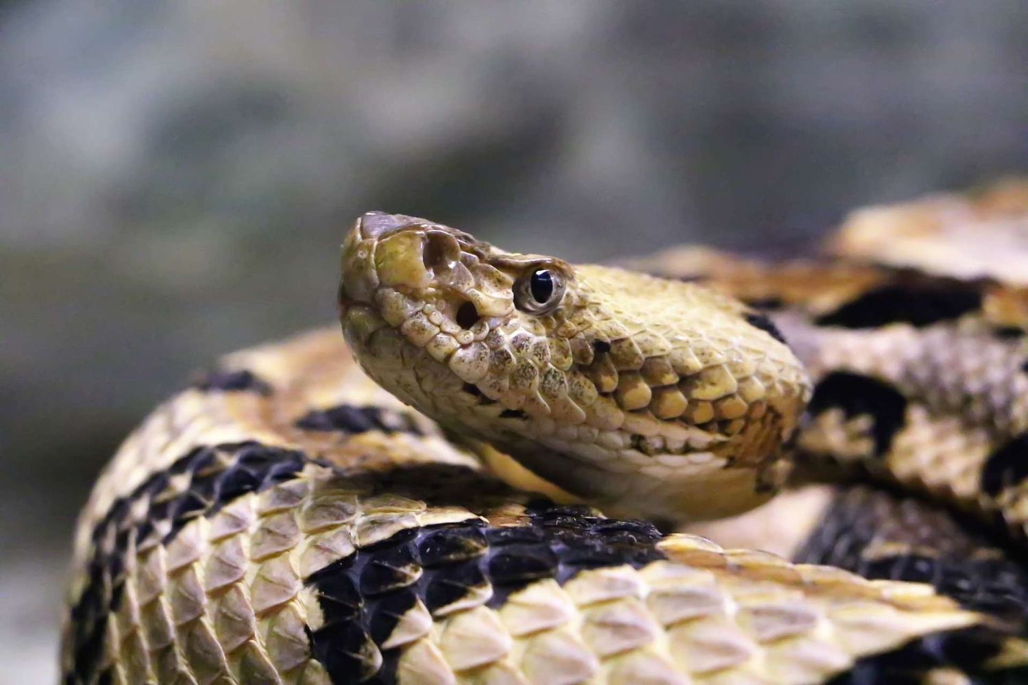 coiled up snake