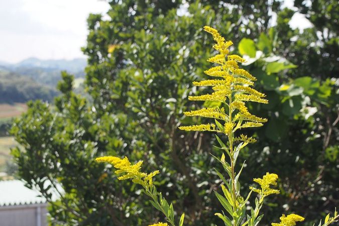 When plants cry out for help, their neighbors start screaming, too