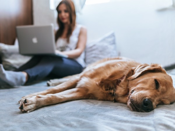 A woman using an Apple laptop on a white bed while a golden retriever dog sleeps in the foreground.