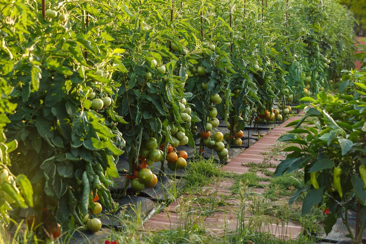 tomato vines